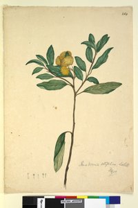 ページ264. Pomaderris elliptica、c.1803-06（WC、ペン、インク、鉛筆） 作： John William Lewin