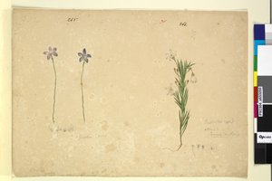 265ページ。グロソディアマイナー。 266. Ricinocarpus、1803-06年頃（トイレ、ペン、インク、鉛筆） 作： John William Lewin