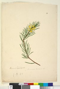 26ページ。Persoonialinearis、1803年6月6日（WC、ペン、インク、鉛筆）