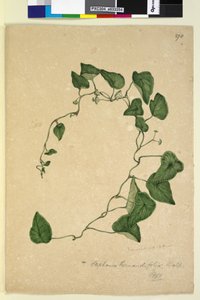 270ページ。Stephaniahernandiaefolia、c.1803-06（wc、ペン、インク、鉛筆） 作： John William Lewin