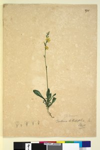 ページ271. Goodenia bellidifolia、c.1803-06（トイレ、ペン、インク、鉛筆） 作： John William Lewin