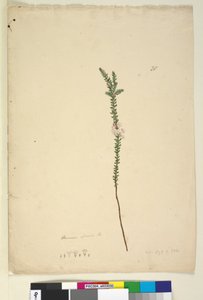 ページ28. Epacris sparsa、c.1803-06（WC、ペン、インク、鉛筆） 作： John William Lewin