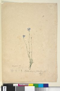 37. Wahlenbergia gracilis、c.1803-06（wc、ペン、インク、鉛筆）