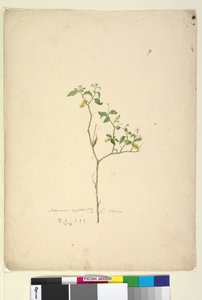 39ページ。Solanum nigrum、c.1803-06（トイレ、ペン、インク、鉛筆） 作： John William Lewin