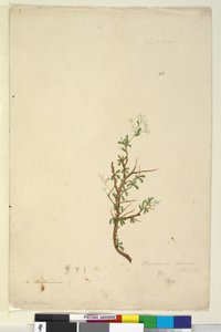 42ページBursaria spinosa、1803年6月6日（WC、ペン、インク、鉛筆）