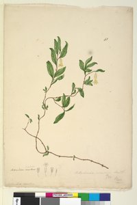 ページ43. Billardiera scandens、c.1803-06（wc、ペン、インク、鉛筆） 作： John William Lewin
