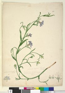 ページ44. Goodenia ramosissima、c.1803-06（トイレ、ペン、インク、鉛筆） 作： John William Lewin