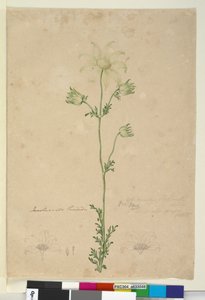 ページ48. Actinotus Helianthi、c.1803-06（トイレ、ペン、インク、鉛筆） 作： John William Lewin