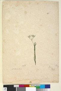 49. Trachymene linearis、c.1803-06（wc、ペン、インク、鉛筆） 作： John William Lewin