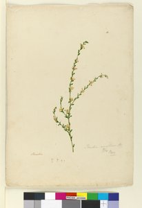ページ4. Pimelea curviflora、c.1803-06（WC、ペン、インク、鉛筆）