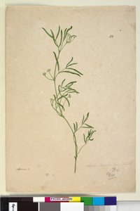 50ページ。アピウム、1803-06年頃（トイレ、ペン、インク、鉛筆） 作： John William Lewin