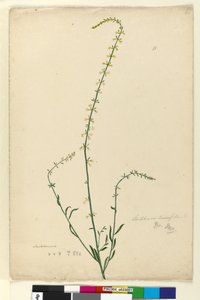 ページ51. Stackhousia、c.1803-06（WC、ペン、インク、鉛筆） 作： John William Lewin