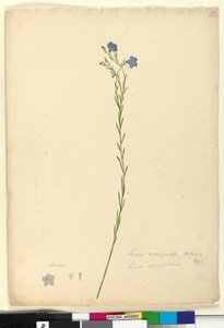 52ページ。Linum marginale、c.1803-06（wc、ペン、インク、鉛筆） 作： John William Lewin