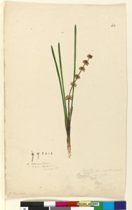 ページ62. Xerotes Lomandra multiflora、c.1803-06（WC、ペン、インク、鉛筆） 作： John William Lewin