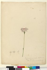 ページ63. Burchardia umbellata、c.1803-06（トイレ、ペン、インク、鉛筆）