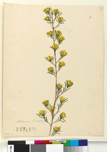 71. Pultenaea linophylla、1803-06年頃（トイレ、ペン、インク、鉛筆） 作： John William Lewin