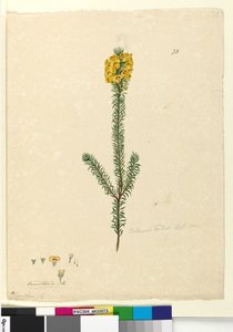 73. Dillwynia rubis？、c.1803-06（wc、ペン、インク、鉛筆） 作： John William Lewin
