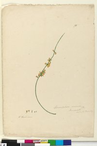 75. Sphaerolobium vimineum、c.1803-06（WC、ペン、インク、鉛筆） 作： John William Lewin