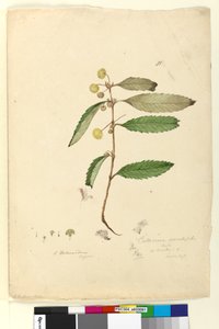 ページ81. Callicoma serratifolia、c.1803-06（トイレ、ペン、インク、鉛筆） 作： John William Lewin