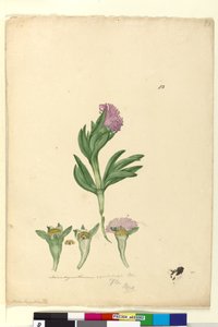 82ページMesembryanthemum aequilaterale、c.1803-06（wc、ペン、インク、鉛筆） 作： John William Lewin