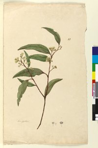 ページ83.ユーカリc.1803-06（トイレ、ペン、インク、鉛筆） 作： John William Lewin