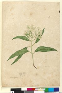 ページ84.ユーカリパニキュラータ、1803年6月6日（WC、ペン、インク、鉛筆） 作： John William Lewin