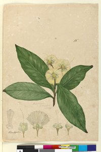 ページ85. Angophora intermedia、c.1803-06（wc、ペン、インク、鉛筆） 作： John William Lewin