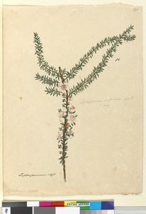 ページ86. Leptospermum scoparium、c.1803-06（WC、ペン、インク、鉛筆） 作： John William Lewin
