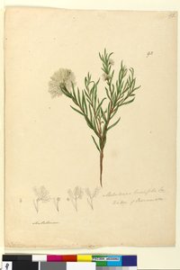 ページ92. Melaleuca linariifolia、c.1803-06（WC、ペン、インク、鉛筆） 作： John William Lewin