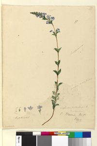 ページ97. Euphrasia paludosa、c.1803-06（WC、ペン、インク、鉛筆） 作： John William Lewin