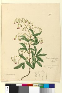 ページ99. Bignonia australisPandorea pandorana、c.1803-06（WC、ペン、インク、鉛筆） 作： John William Lewin