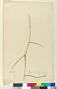 ページ9. Lepturus cylindricus、c.1803-06（トイレ、ペン、インク、鉛筆） 作： John William Lewin