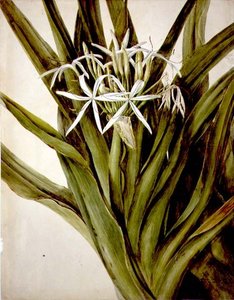 マレー・リリー（cirinum pedunculatum）。 作： John William Lewin