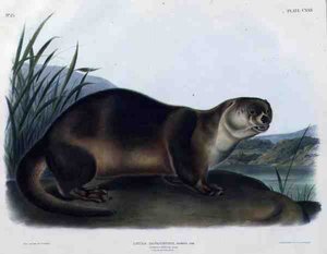 カナダカワウソ（Lutra Canadensis or Lataxina Mollis）、John T. Bowen（1801-c.1856）が彫刻した「Quadrupeds of North America」の122番プレート。 作： John Woodhouse (after) Audubon