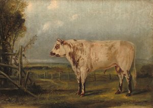 若い雄牛 作： John Woodhouse Audubon