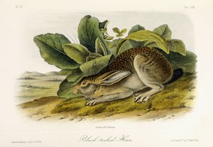 黒尾ノウサギ、c.1849-1854