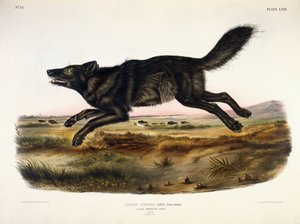 ブラックアメリカンウルフ、男性、1845 作： John Woodhouse Audubon