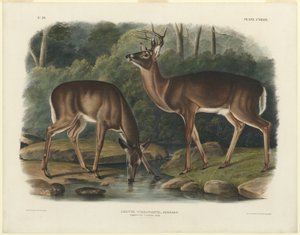バージニア鹿 作： John Woodhouse Audubon