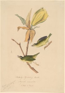 ケンタッキーフライキャッチウグイス 作： John Woodhouse Audubon