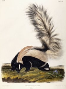 オビロヨタカ、1846年 作： John Woodhouse Audubon