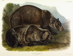 男性のグリズリーベア、1848 作： John Woodhouse Audubon