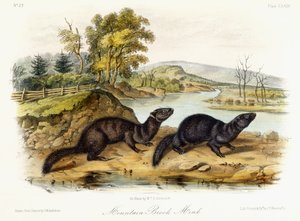 マウンテンブルックミンク、1849〜1854年 作： John Woodhouse Audubon