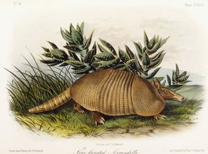 ナインバンドのアルマジロ、1849-1854 作： John Woodhouse Audubon