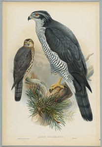 Astur Palumbarius-HCリヒターによって刻まれたJ.ウルフによって描かれたオオタカ 作： John after Gould