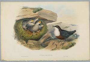Cinclus Aquaticus-HCリヒターによって刻まれた水OuselまたはDipper 作： John after Gould