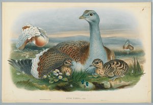 オーティストルダ-J.ウルフが描いたグレートバスタード、HCリヒターが刻印 作： John after Gould