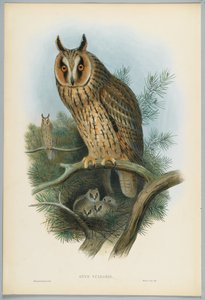 Otus Vulgaris-HCリヒターによって刻まれたJ.ウルフによって描かれた長い耳のフクロウ