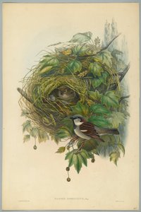 通行人ドメスティクス-HCリヒターによって刻まれた一般的な家すずめ 作： John after Gould