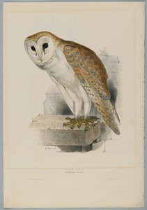 Strix Flammea-メンフクロウ 作： John after Gould