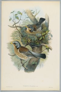 Turdus Pilarus-HCリヒターによって刻まれたジュニパースラッシュ 作： John after Gould